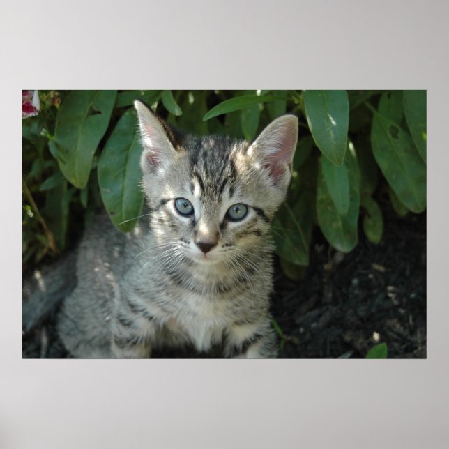 Kätzchen sind niedlich poster (Vorne)