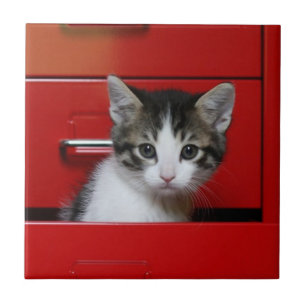 Kätzchen-Spähen Fliese