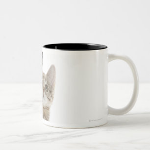 Kätzchen stehend auf hinteren Tatzen Zweifarbige Tasse