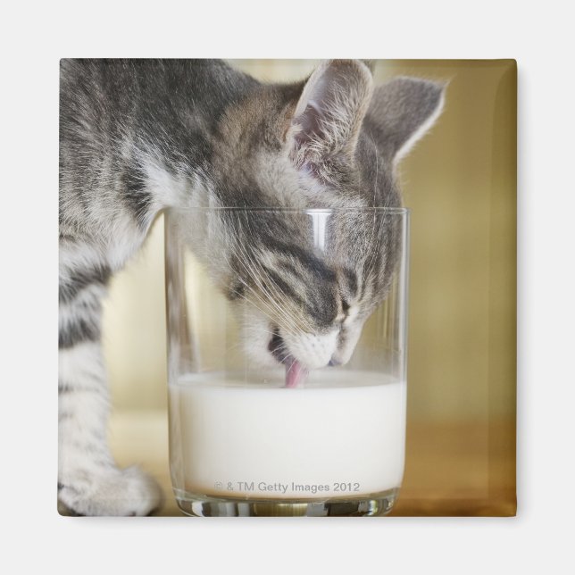 Kätzchen trinkt Milch aus Glas Magnet (Vorne)