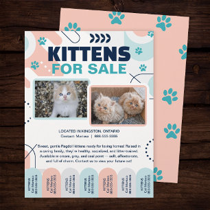 Kätzchen und Katzen zu verkaufen Abriss Flyer Vorl