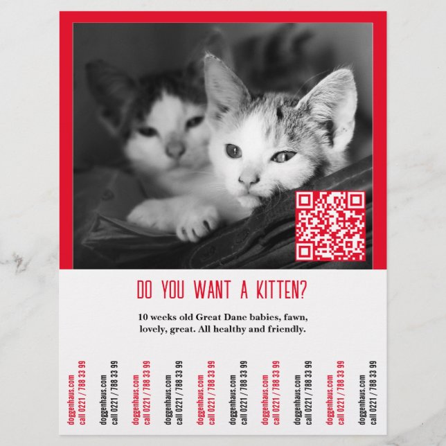 Kätzchen-Verkaufsflyer Flyer (Vorne)