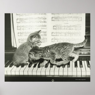 Kätzchen zwei, das auf Klaviertastatur spielt, Poster