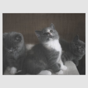 Kätzchenpapier Seidenpapier