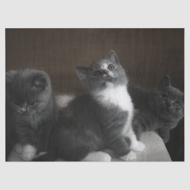 Kätzchenpapier Seidenpapier (Vorderseite)