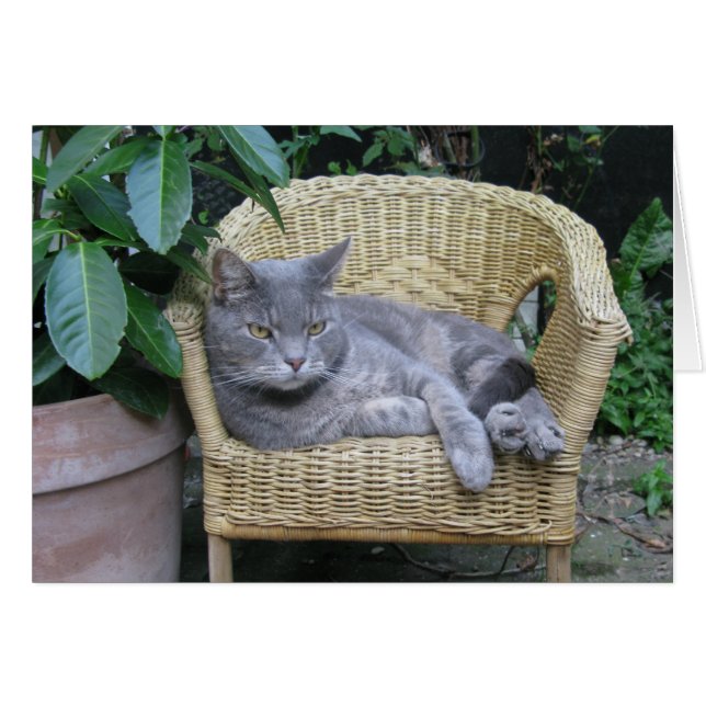 Katze (Vorderseite (Horizontal))