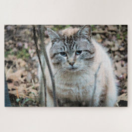Katze