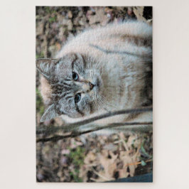 Katze