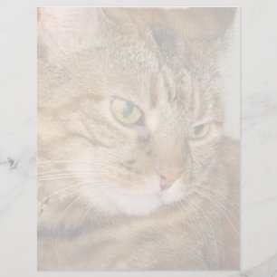 Katze