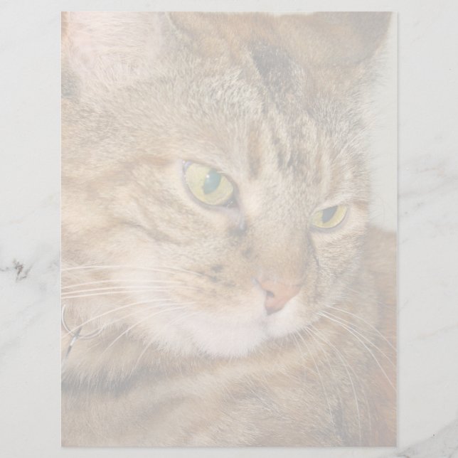 Katze (Vorderseite)