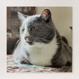 Katze