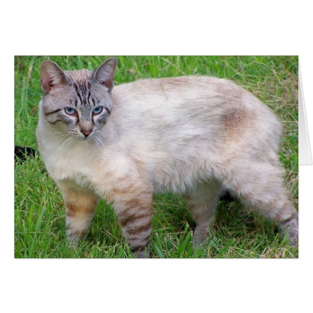 Katze (Vorderseite (Horizontal))