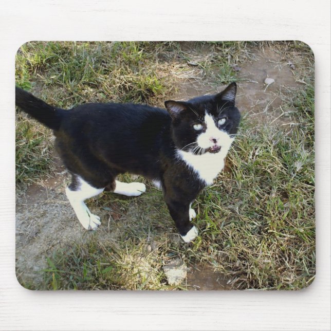 Katze 10, Maus-Pad Mousepad (Vorne)