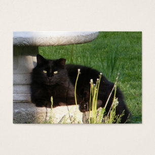 Katze 120 ~ ATC