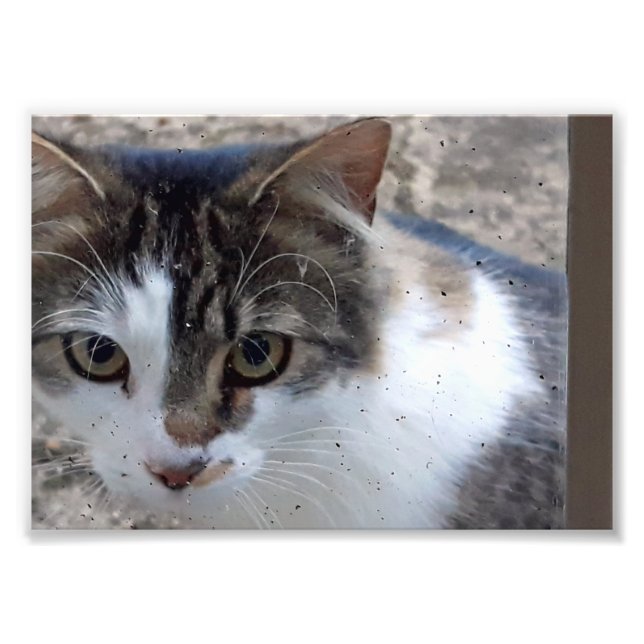 Katze am Fenster Fotodruck (Vorne)