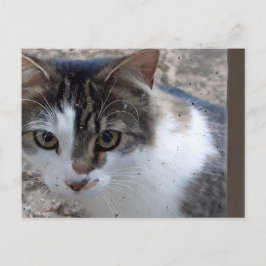 Katze am Fenster Postkarte