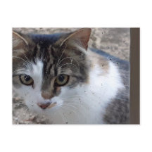 Katze am Fenster