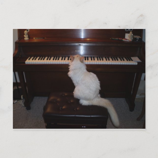 Katze am Klavier Postkarte (Vorderseite)