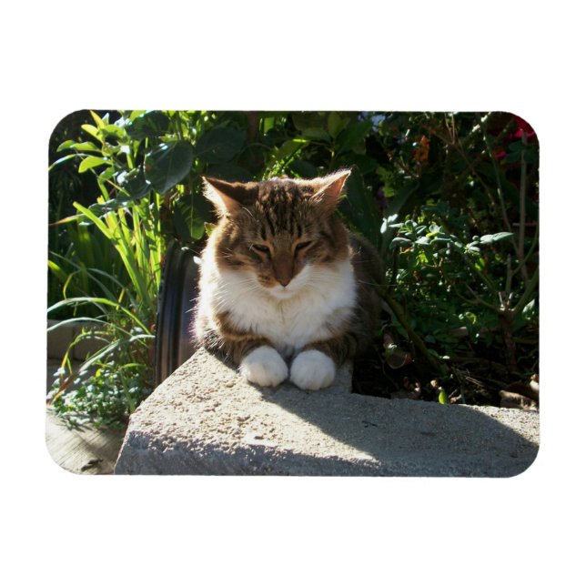 Katze an einer Wand Magnet (Horizontal)