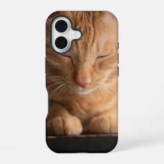 Katze Apple Iphone 16 Hülle