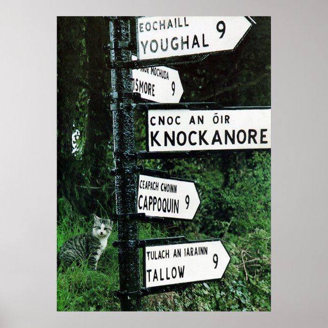 Katze auf 10 Meilen Poster (Vorne)