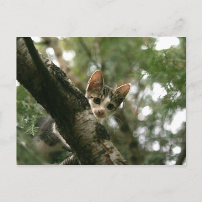 Katze auf dem Baum Postkarte (Vorderseite)