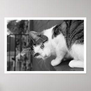 Katze auf dem Ledge Watching Bird Poster