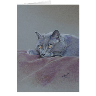 Katze auf der Decke, gerade entspannend, schöne