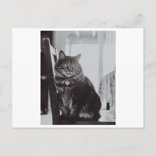 KATZE AUF DER FOTOGRAFIE DES STUHLS POSTKARTE (Vorderseite)