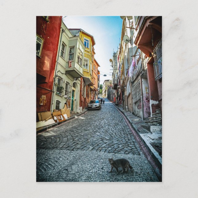 Katze auf der Straße von Istanbul Postkarte (Vorderseite)