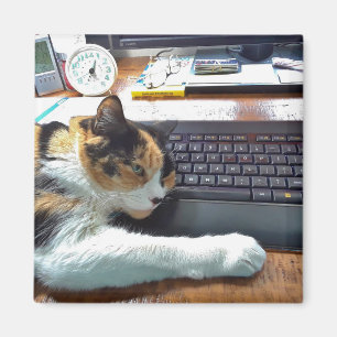 Katze auf der Tastatur Magnet