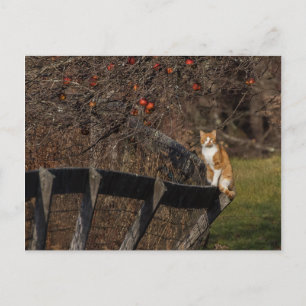 Katze auf einem Zaun Postkarte