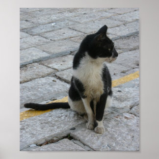 Katze auf Gehsteig Poster