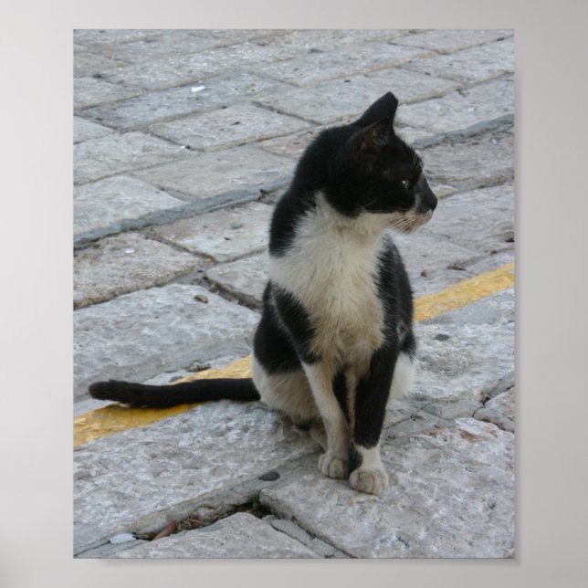 Katze auf Gehsteig Poster (Vorne)