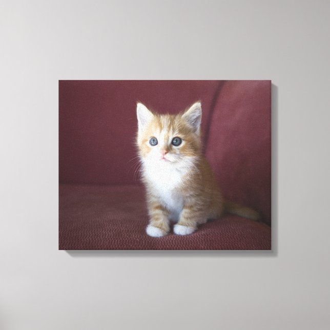 Katze auf Sofa Leinwanddruck (Vorderseite)