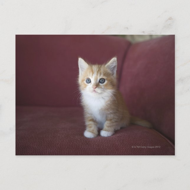Katze auf Sofa Postkarte (Vorderseite)