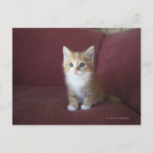 Katze auf Sofa Postkarte