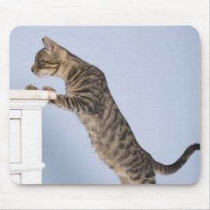Katze auf Stuhl, Dusseldorf, Nord Mousepad