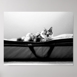 Katze auf Tasche Poster