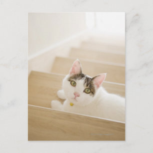 Katze auf Treppen Postkarte