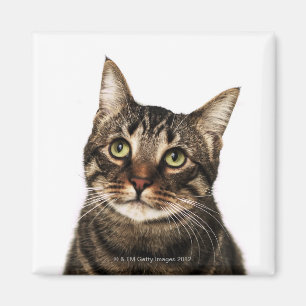 Katze auf weißem Hintergrund 2 Magnet