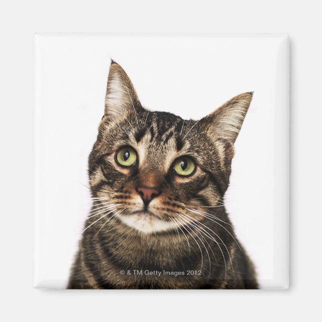 Katze auf weißem Hintergrund 2 Magnet (Vorne)