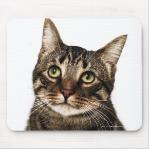 Katze auf weißem Hintergrund 2 Mousepad