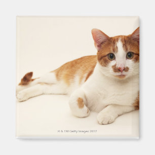 Katze auf weißem Hintergrund Magnet