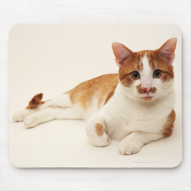 Katze auf weißem Hintergrund Mousepad (Vorne)