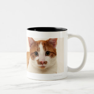 Katze auf weißem Hintergrund Zweifarbige Tasse