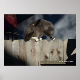 Katze auf Zaun (10) Plakat