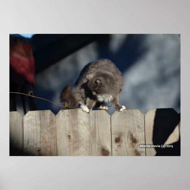 Katze auf Zaun (11) Plakat (Vorne)