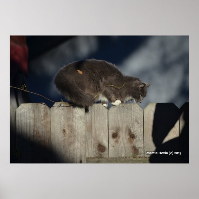 Katze auf Zaun (14) Plakat (Vorne)