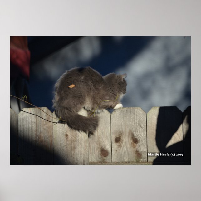 Katze auf Zaun (15) Plakat (Vorne)